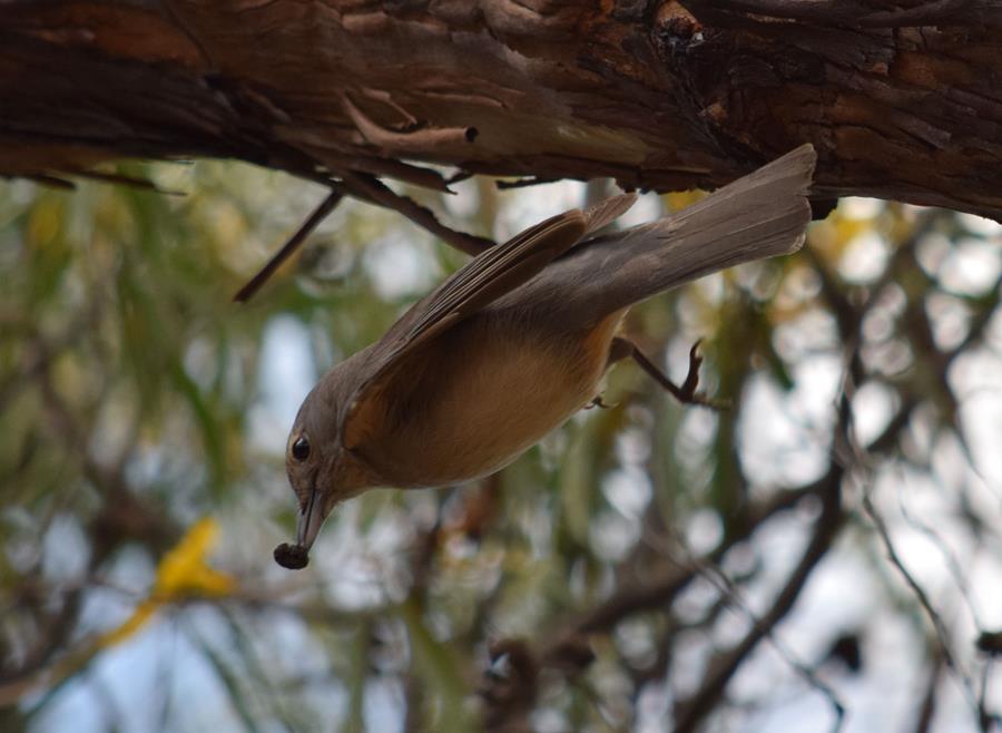 Shrike-thrush-grey-0003g.JPG