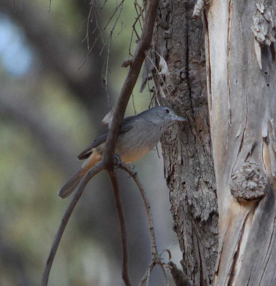 Shrike-thrush-grey-0004f.JPG