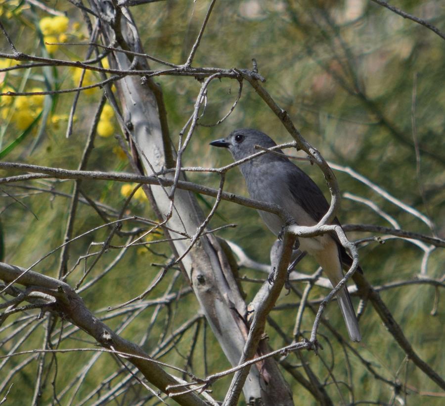 Shrike-thrush-grey-0008g.JPG