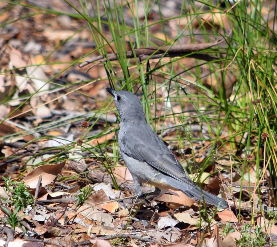 Shrike-thrush-grey-D-Mar-2018-0001.JPG