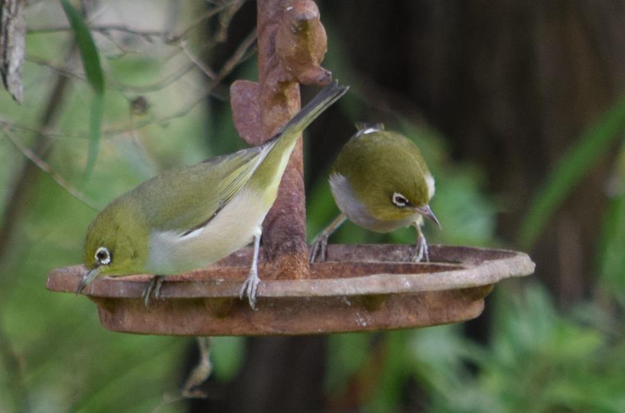 Silvereye-2015-07.JPG