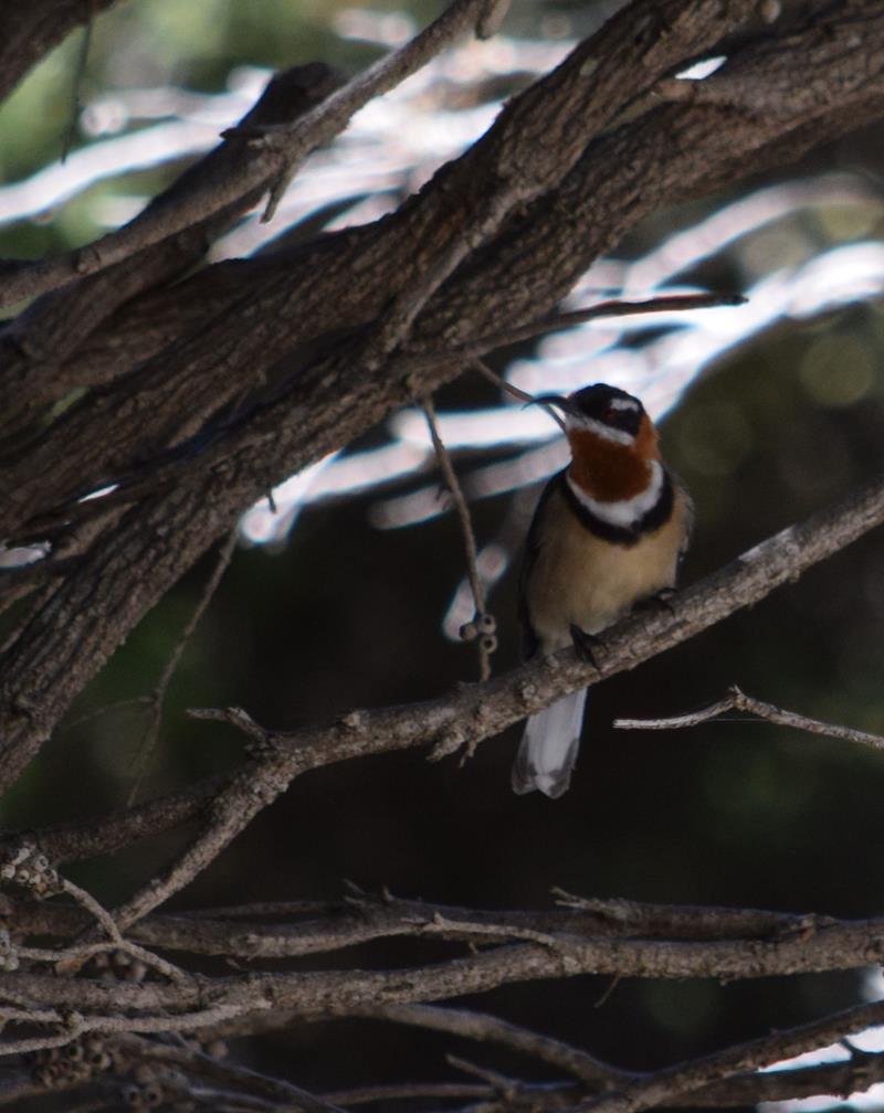 Spinebill-western-2-Mar-2018-0002.JPG