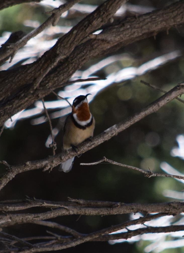 Spinebill-western-2-Mar-2018-0003.JPG