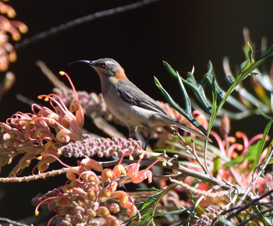 Spinebill-western-female-0002b.JPG