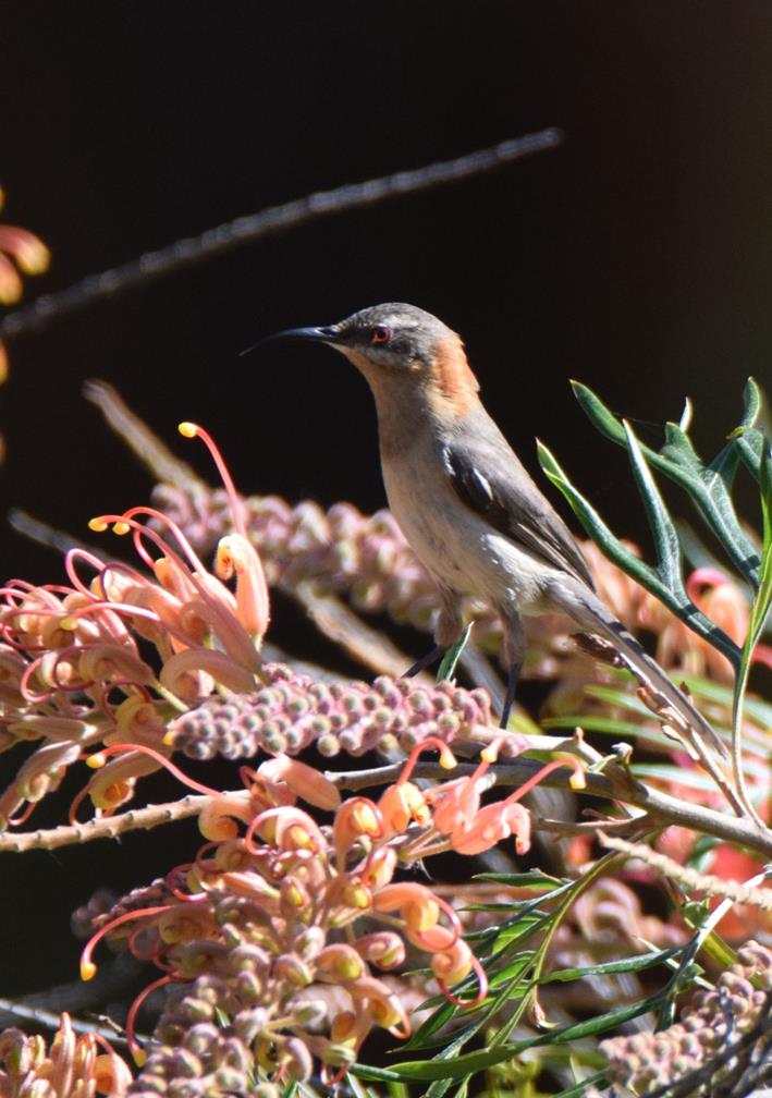 Spinebill-western-female-0008b.JPG