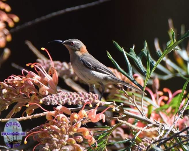 Spinebill-western-female.JPG