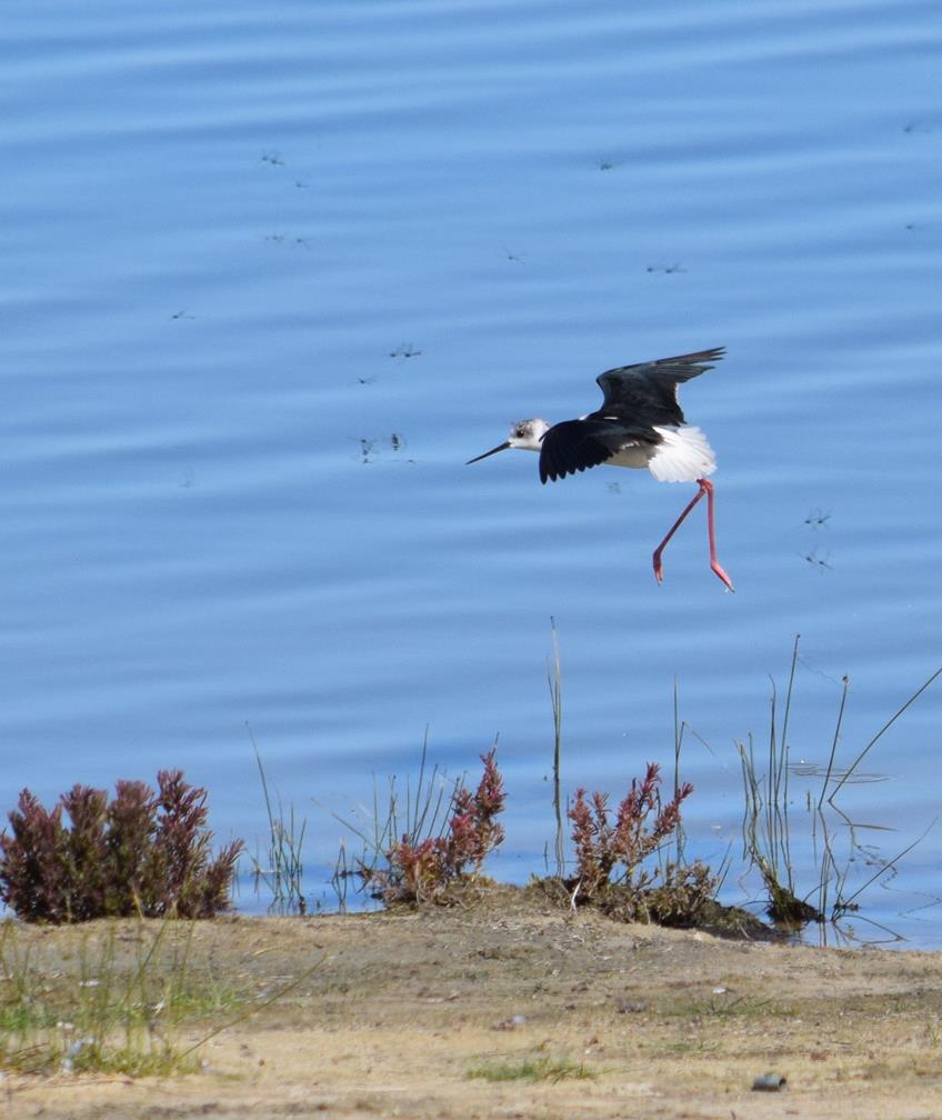 Stilt-white-headed-Sep-2017-0005.JPG