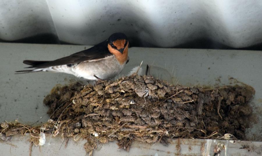 Swallow-welcome-on-nest.JPG