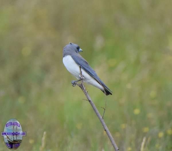 Swallow-white-breasted-wood-9002.JPG