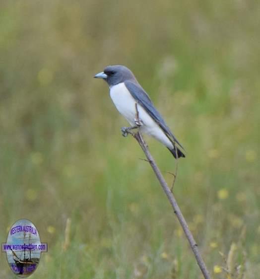 Swallow-white-breasted-wood-9003.JPG