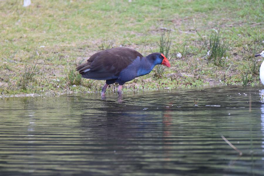 Swamphen-purple-0001c.JPG