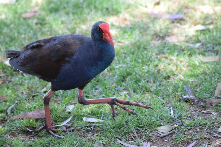 Swamphen-purple-0004.JPG