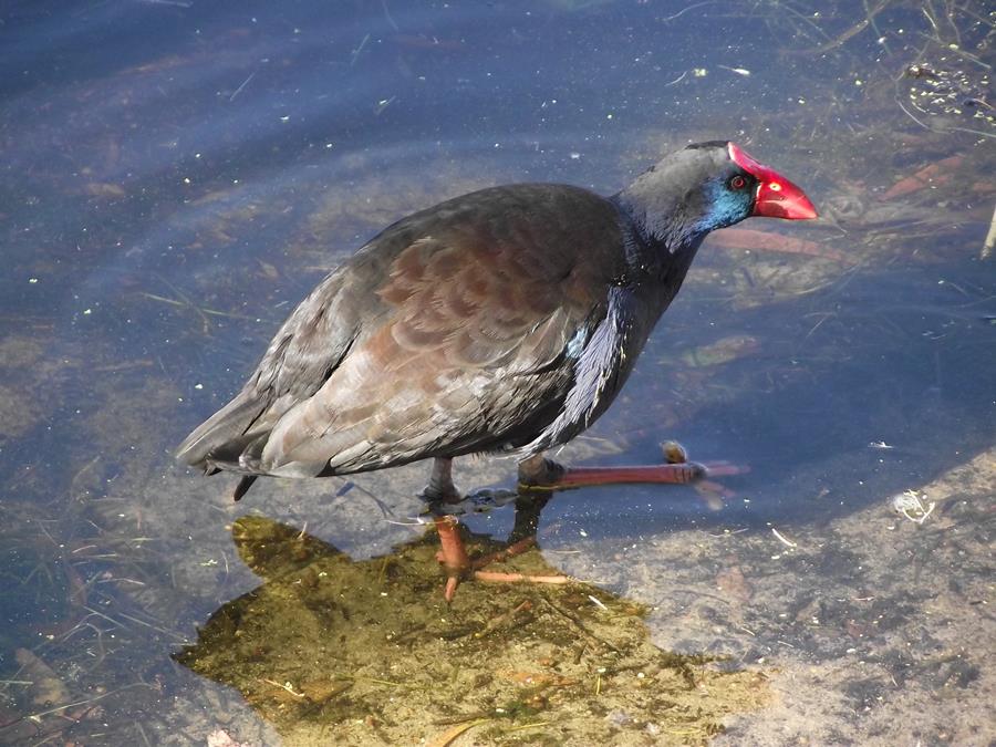 Swamphen-purple-0020m.JPG