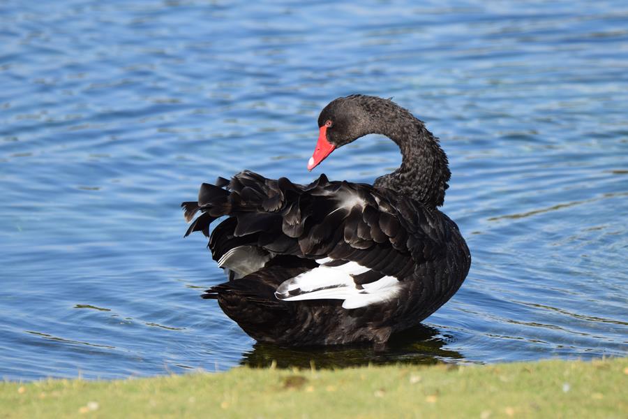 Swan-black-0001c.JPG