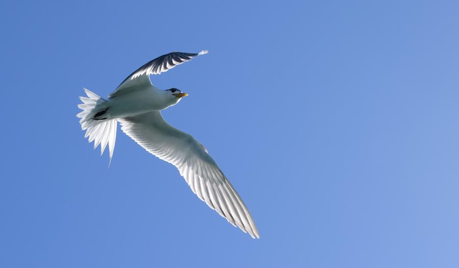 Tern-1-Feb-2018-00008.JPG