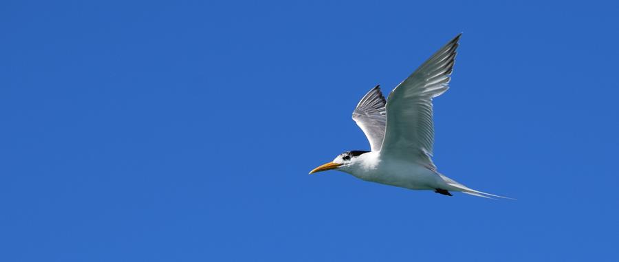 Tern-1-Feb-2018-00013.JPG