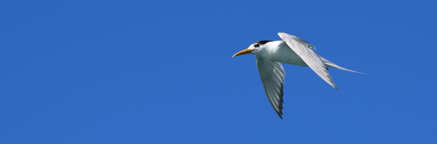 Tern-1-Feb-2018-00014.JPG