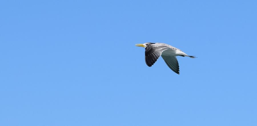 Tern-1-Feb-2018-00018.JPG