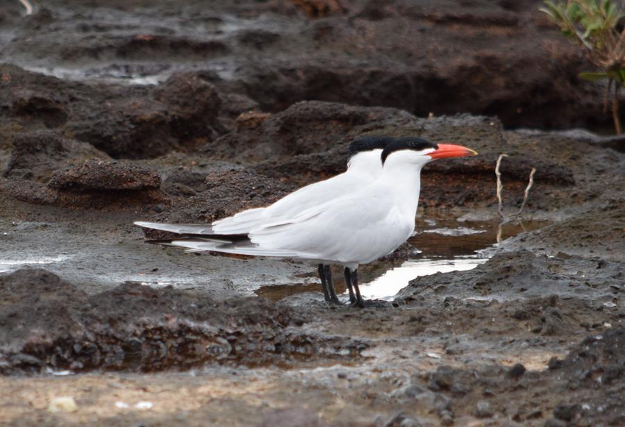 Tern-2015-0002.JPG