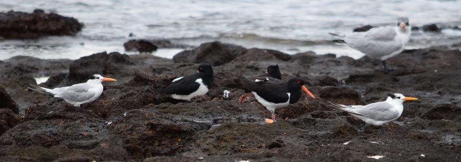 Tern-and-Pied-oyster-catcher-2015-001.JPG