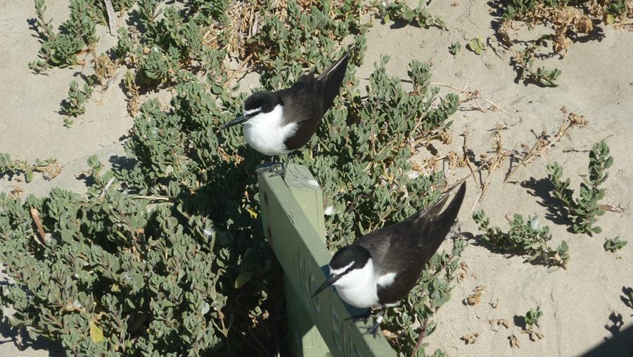 Tern-bridled-0002.JPG