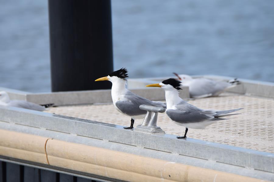 Tern-crested-0001.JPG