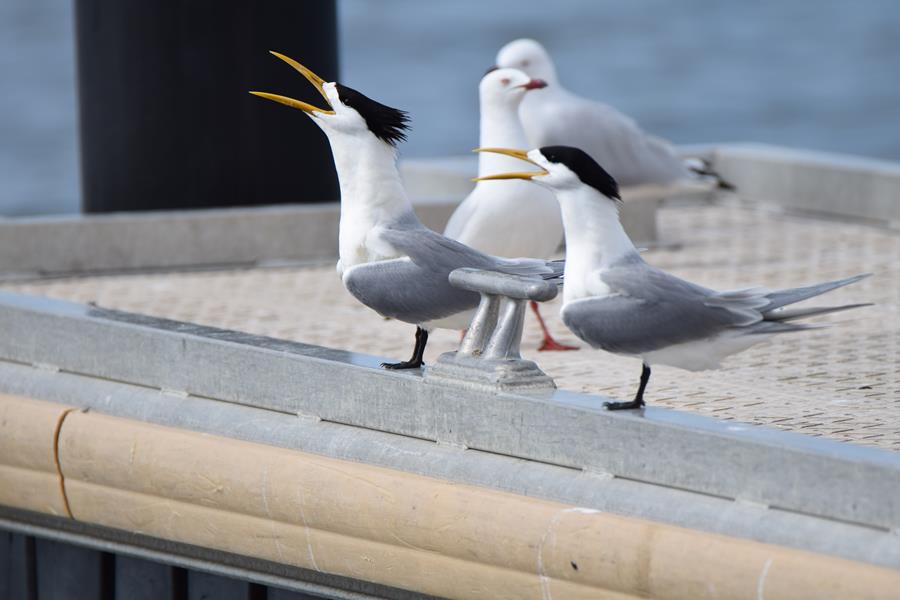 Tern-crested-0002.JPG