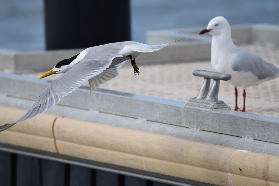 Tern-crested-0005.JPG