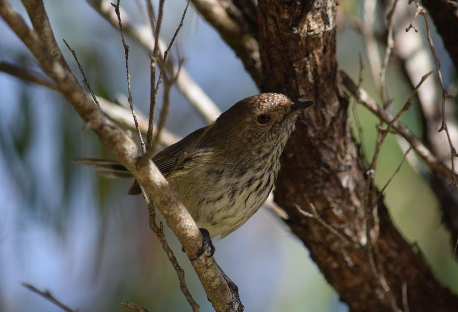 Thornbill-inland-0001a.JPG