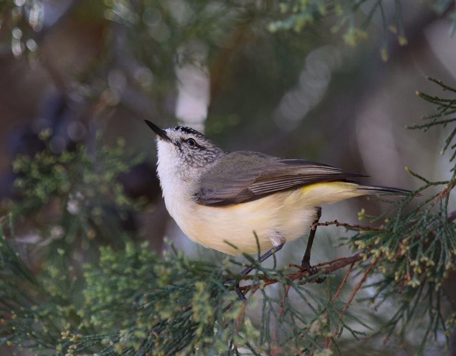 Thornbill-yellow-rumped-2018-10002.JPG