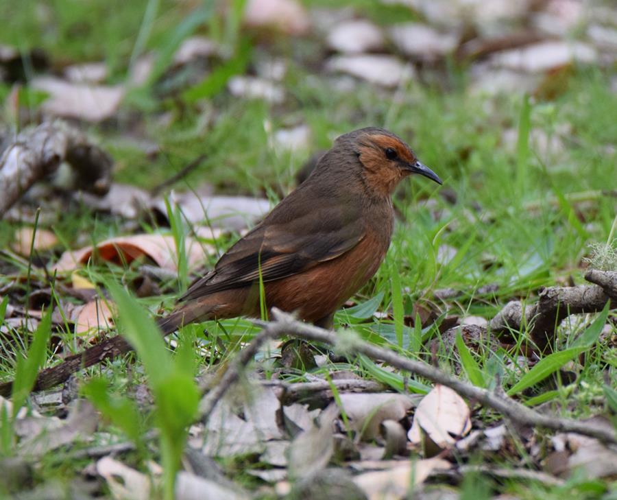 Tree-creeper-rufous-0001r.JPG