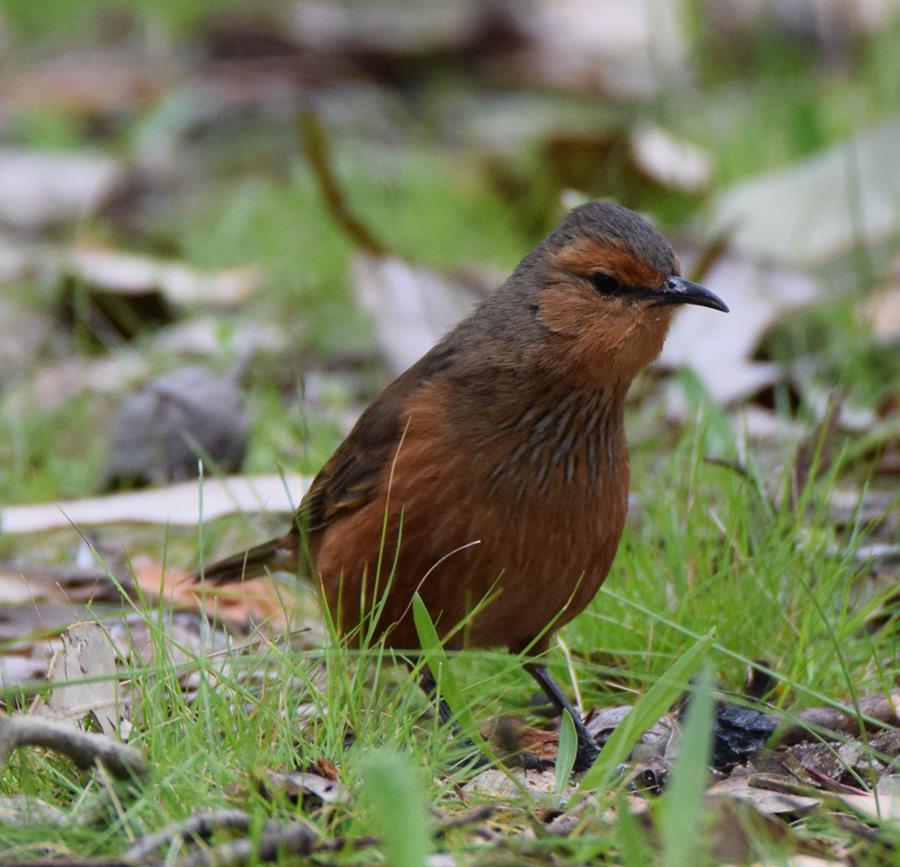 Tree-creeper-rufous-0006r.JPG