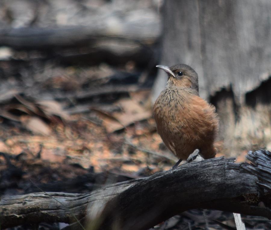 Treecreeper-rufous-Oct-2018-018.JPG