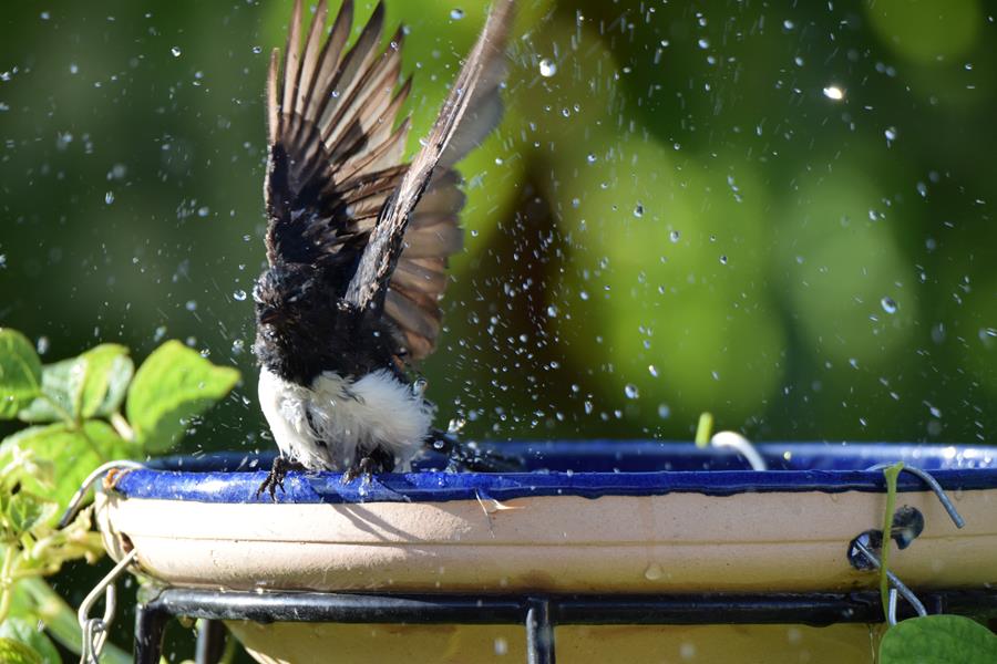 Wagtail-Jan-2016-023.JPG