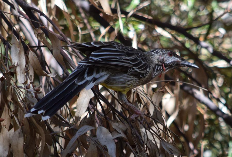 Wattlebird-red-0001p.JPG