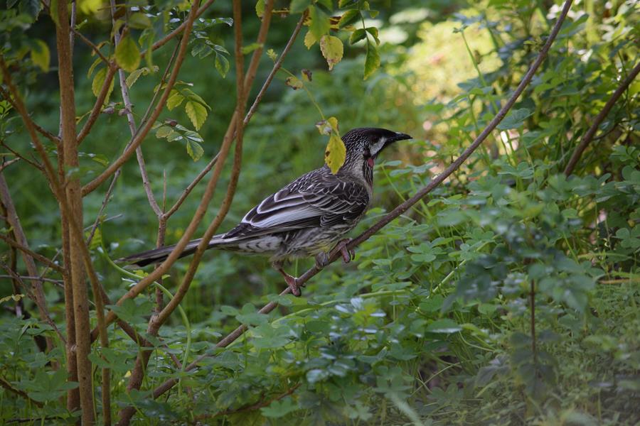 Wattlebird-red-0002k.JPG