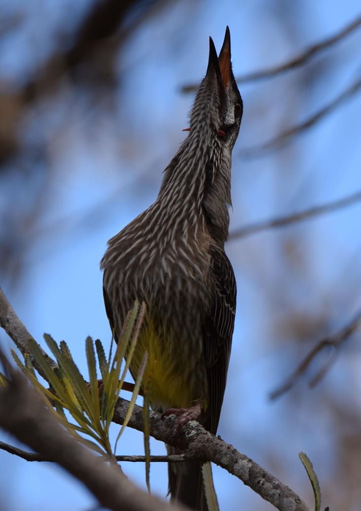 Wattlebird-red0028r.JPG