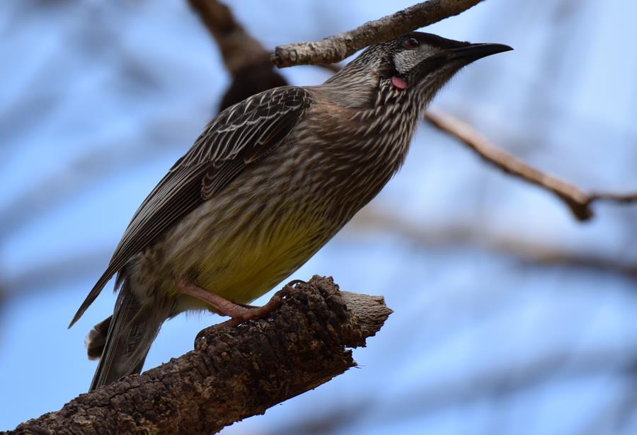 Wattlebird-red0040r.JPG