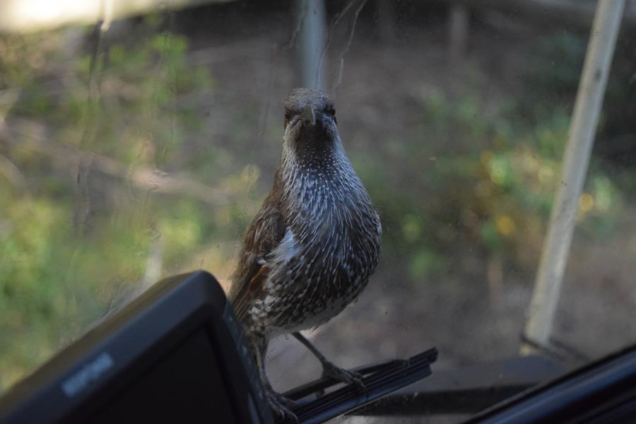 Wattlebird-western-0001m.JPG