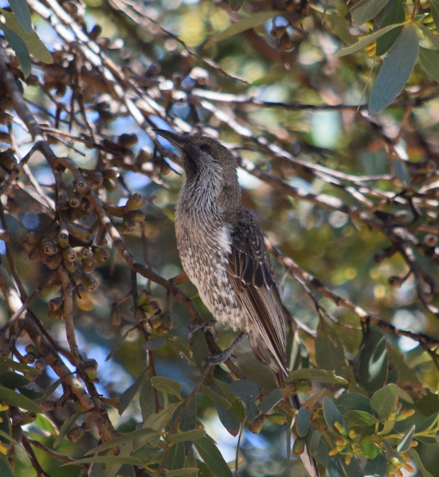 Wattlebird-western-0001w.JPG