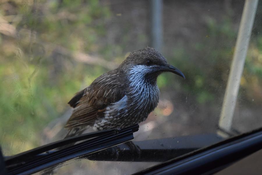 Wattlebird-western-0002m.JPG