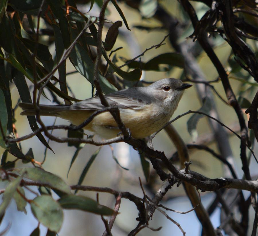 Weebill-0003.JPG