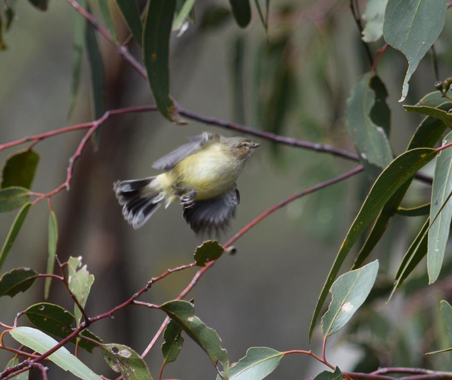 Weebill-M3-Aug-2017-0002.JPG