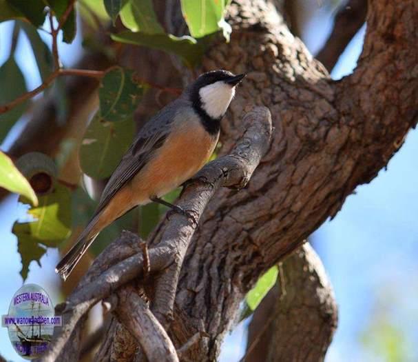 Whistler-rufous-6002.JPG