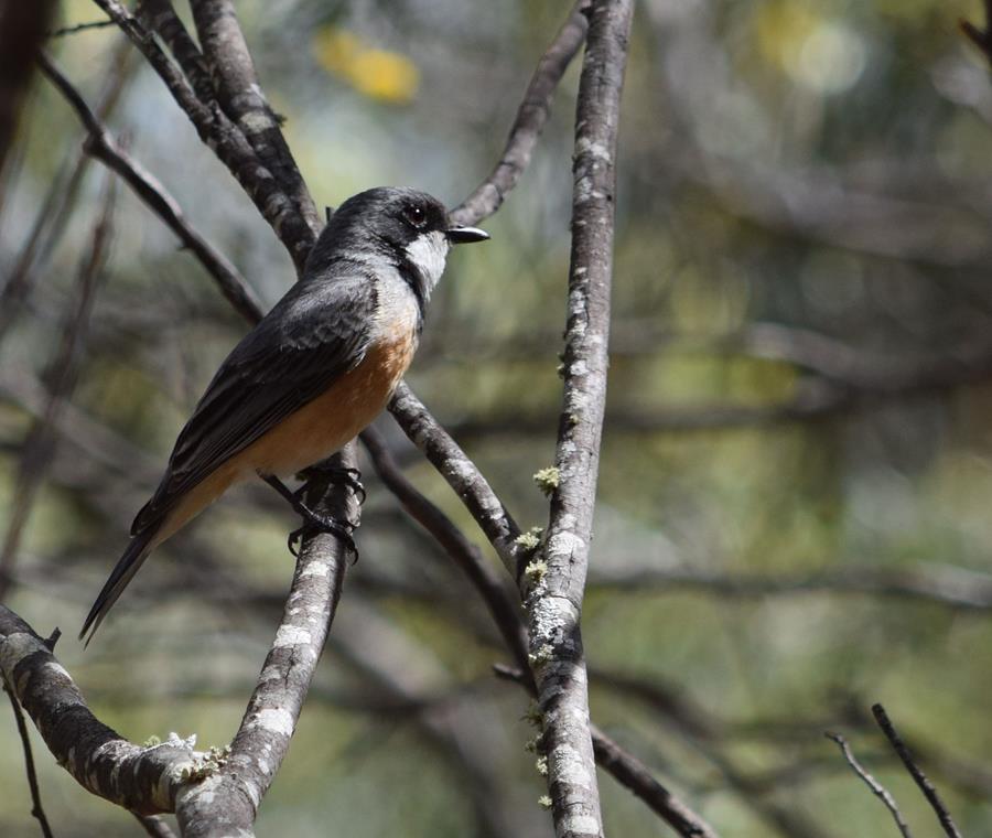 Whistler-rufous-Sep-2017-0003.JPG