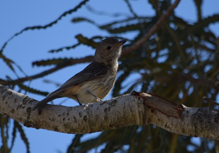 Whistler-rufous-juvenille-Sep-2017-0002.JPG