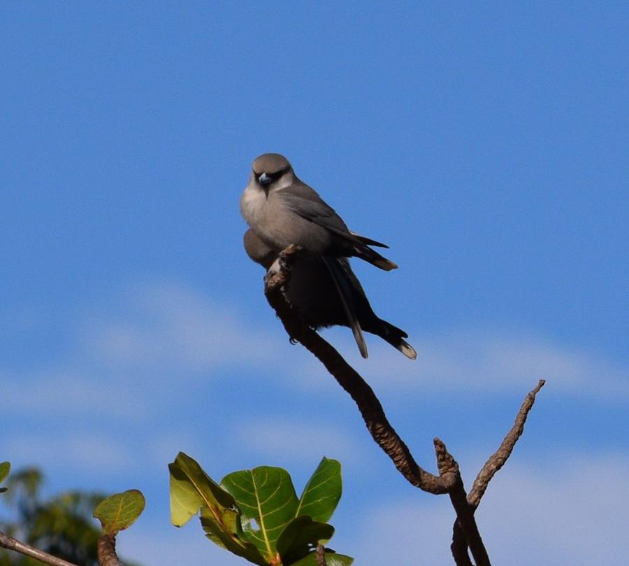 Woodswallow-black-faced-0001.JPG