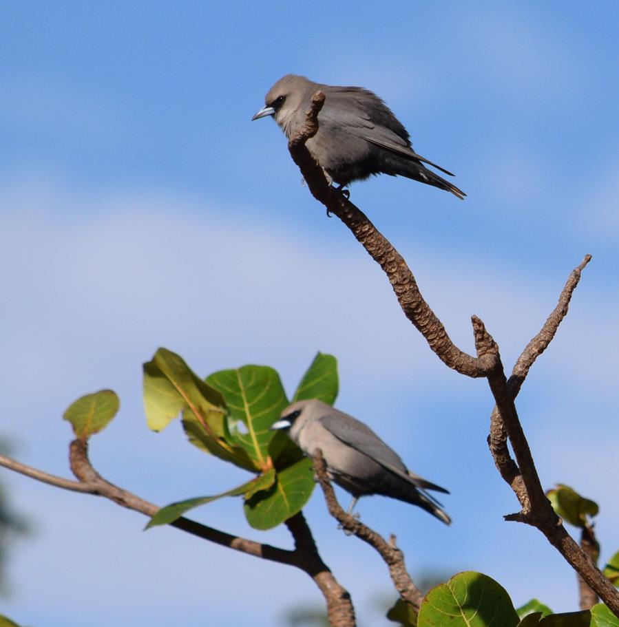 Woodswallow-black-faced-0003.JPG