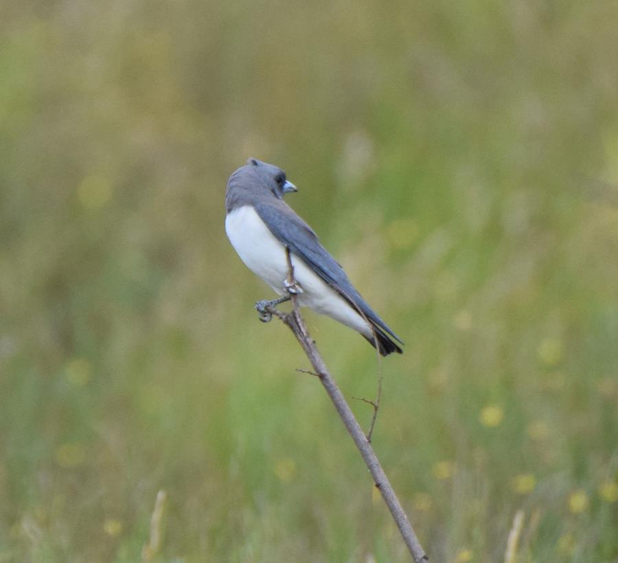 Woodswallow-white-breasted-0003x.JPG