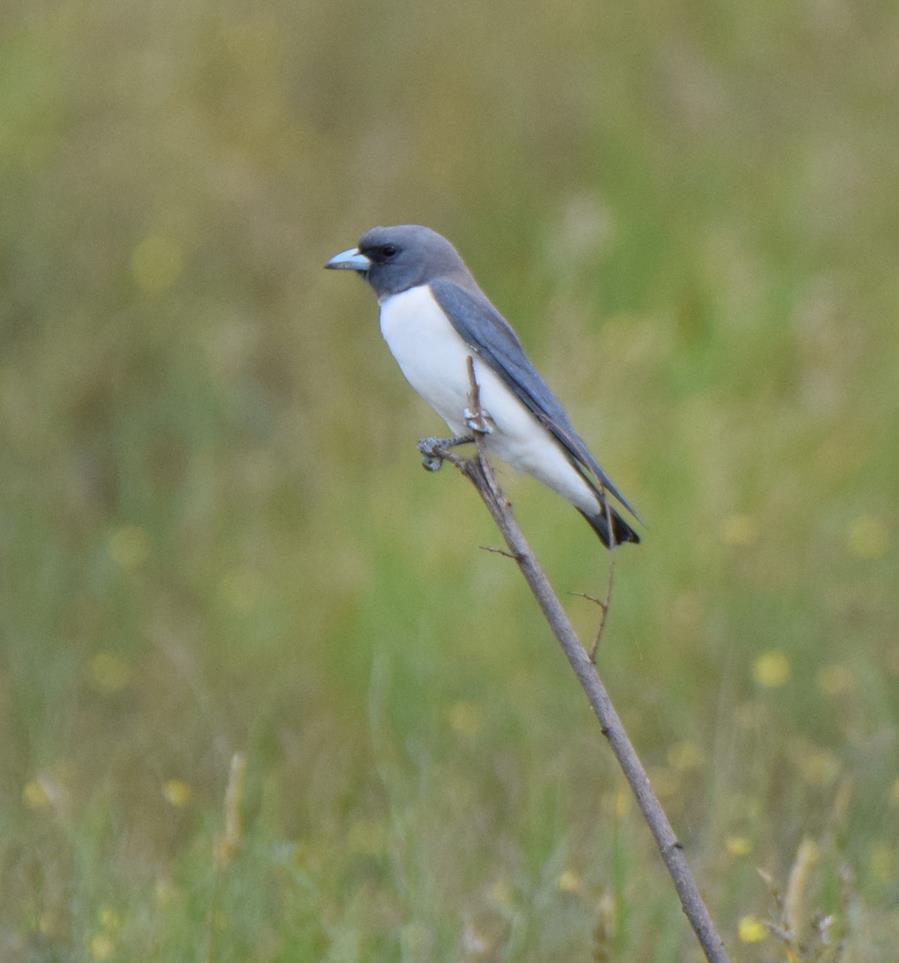 Woodswallow-white-breasted-0004x.JPG